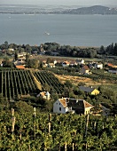 Der Weinort Badacsony am Nordufer des Plattensees in Ungarn