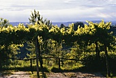 Frühherbstliche Rebstöcke im Weinanbaugebiet Collio, Italien