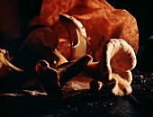 Fresh Chanterelles from a Paper Bag