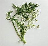 Caraway with flowers