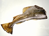 Cod Fish Body