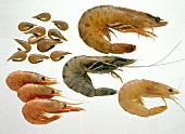 Still Life; Assorted Prawns