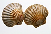 Two Scallops