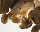 Still Life of Oyster Mushrooms