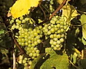 Müller-Thurgau-Trauben (Kreuzung aus Riesling und Silvaner)