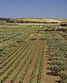 Weinberg zwischen Olivenhainen bei Menfi, Agrigento, Sizilien