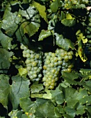 Pinot Blanc - bei uns bekannt als Weissburgunder
