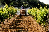 Breite Rebzeilenabstände erlauben Traktoreinsatz in Provence