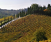 Weinberg des Gutes Monte Vertine bei Radda, Chianti Classico