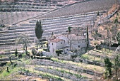 Weingut bei Castellina in Chianti, Toskana, Italien