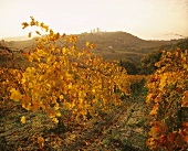 Herbstlicher Weinberg bei San Gimignano, Toskana, Italien