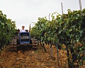 Weinbauer auf Traktor zwischen Rebzeilen für Chianti Classico