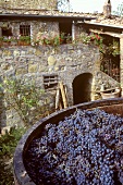 Vat of Sangiovese grapes in the yard of a Chianti estate