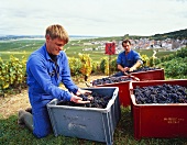 Pinot-Noir-Lese bei Verzenay für Kellerei G.H.Mumm, Champagne