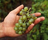 Semillon, die berühmte Süsswein-Rebsorte aus Bordeaux