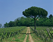 Monticchio-Weinberg, Gut Giorgio Lungarotti, Torgiano,Umbrien