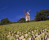 Windmühle über Weinberg les Gravieres bei Santenay, Burgund
