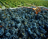 Cabernet-Sauvignon-Trauben nach der Weinlese in Bordeaux