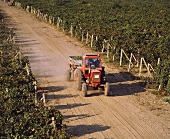 Traubentransport in der Weißweinregion Novi Pazar, Bulgarien