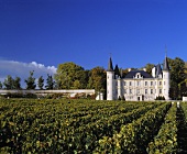 Der Weinberg des Château Pichon-Longueville-Baron in Bordeaux