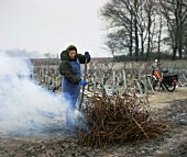 Januar in Bordeaux: Verbrennung von Resten des Rebschnittes