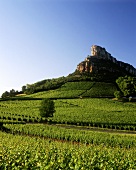 Weinberg vor geschichtsträchtigem Felsen von Solutre, Burgund