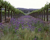 Organischer Weinbau für Penfolds im Clare Valley, Australien
