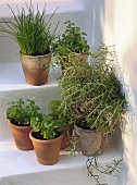 Assorted Herbs in Clay Pots