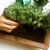 A Person Planting Herbs in a Clay Pot