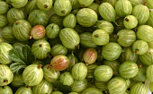 Many Gooseberries