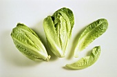 Two romaine lettuces and romaine lettuce leaves