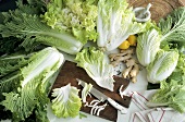 Several Heads of Chinese Cabbage