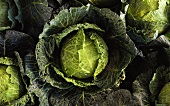 Several Heads of Savoy Cabbage