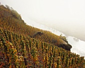 Herbstnebel im Weinberg Würzgarten nahe Ürzig an der Mosel