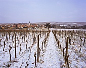Schneebedeckter Weinberg beim Ort Göcklingen in der Südpfalz