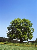 Lime tree in a meadow