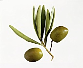 Zwei grüne Oliven mit einigen Blättern vom Olivenbaum