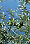 An Olive Tree