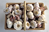 Wooden Basket Full of Garlic Bulbs