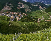 Steile Weinberge umgeben Palu im Val di Cembra des Trentino