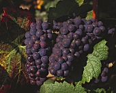 Pinot Noir, eine der ältesten Rebsorten, stammt aus Burgund