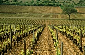 Grand Cru plots in Le Montrachet: finest white Burgundy wines