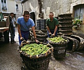 Chardonnay-Trauben bei der Ankunft in einem Gut der Champagne