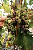 Picking grapes by hand for sweet Hungarian wine from Tokaj