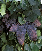 Grenache red wine grapes on the vine, Australia
