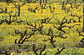 Old vines among mustard flowers in Southcorp, Australia