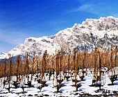 Gobeleterzogener Weinberg im Winter, Wallis, Schweiz