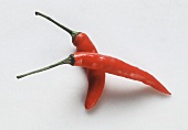 Two Red Chili Peppers