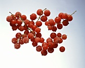 Gefrorene rote Johannisbeeren