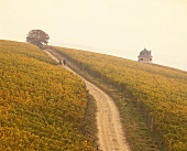 Herbstmorgen in der Weinlage am Rauenthaler Berg, Rheingau